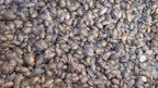 Dubia Roaches