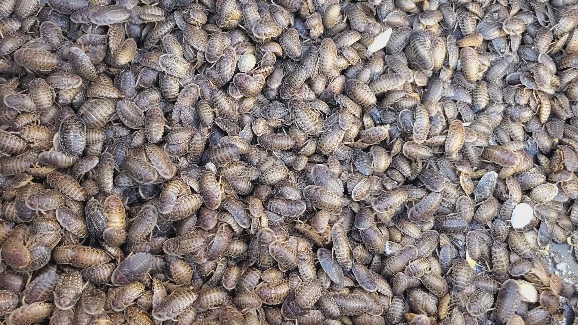 Dubia Roaches