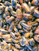 Dubia Roach Females