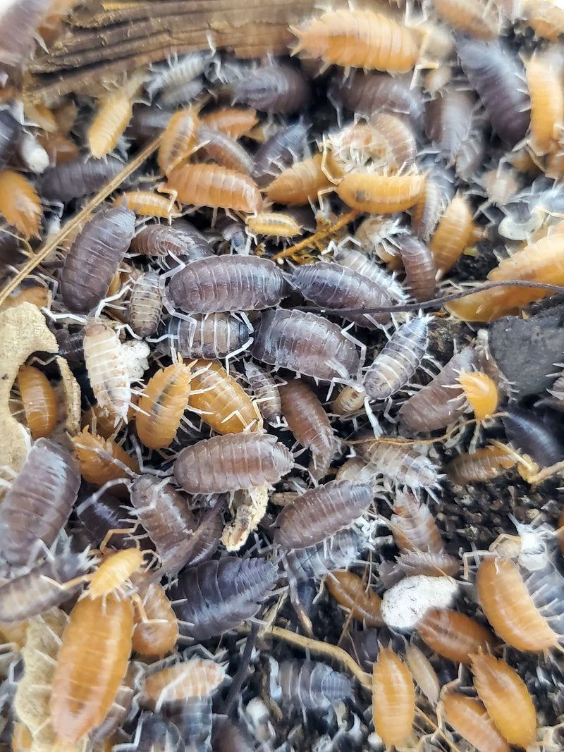 Mixed Isopods