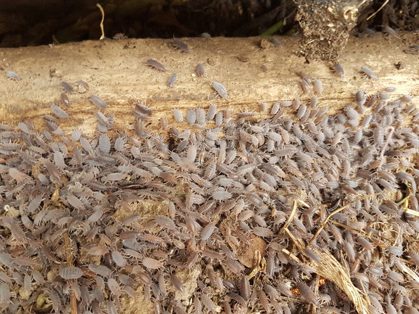 Wholesale Mixed Isopods