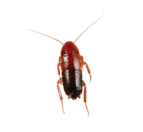 Wholesale Red Runners - Tiny  (Pinhead cricket size)