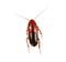 Wholesale Red Runners - Tiny  (Pinhead cricket size)