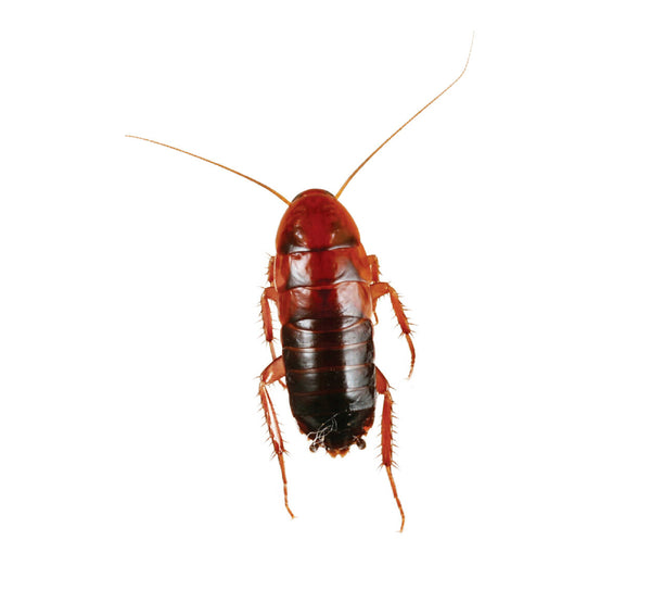 Red Runners - Tiny  (Pinhead cricket size)