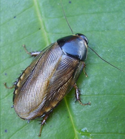 Surinam Roaches - Tasty Critters