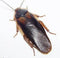 Dubia Roach Adult Males -