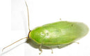 Green Roaches