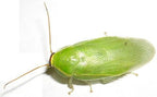 Wholesale Green Roaches