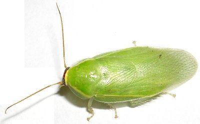 Green Roaches