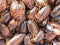 Dubia Roach Females