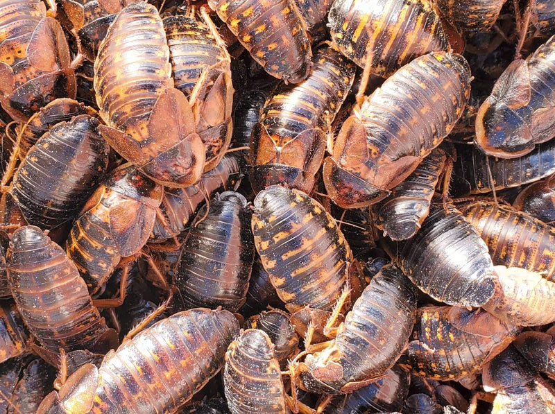 1,500 females, 500 males