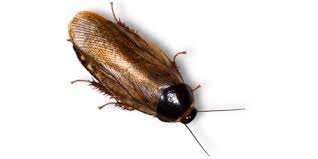 Surinam Roaches - Tasty Critters